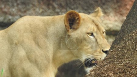 Foto de Hermosa leona africana salvaje, Perfil de un león africano relajado Cabeza de una poderosa y enojada leona hembra de cerca, boca abierta. Hermosa leona rugiente de cerca, león y leona preciosa. León africano (Panthera Leo) mostrando sus dientes. Leona. - Imagen libre de derechos
