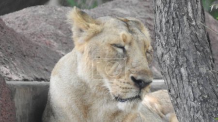Foto de Hermosa leona africana salvaje, Perfil de un león africano relajado Cabeza de una poderosa y enojada leona hembra de cerca, boca abierta. Hermosa leona rugiente de cerca, león y leona preciosa. León africano (Panthera Leo) mostrando sus dientes. Leona. - Imagen libre de derechos