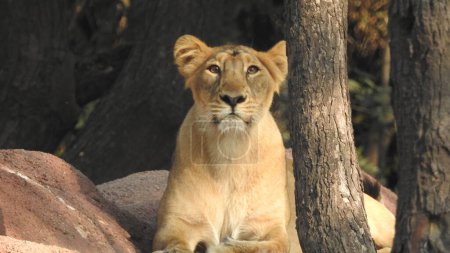 Schöne wilde afrikanische Löwin, Kopf einer mächtigen und wütenden weiblichen Löwin aus nächster Nähe, offener Mund. Schöne brüllende Löwin aus nächster Nähe, Gorgeous Löwe und Löwin. Der afrikanische Löwe Panthera Leo zeigt seine Zähne. Löwin liegt auf großem Baum Löwin gähnt
