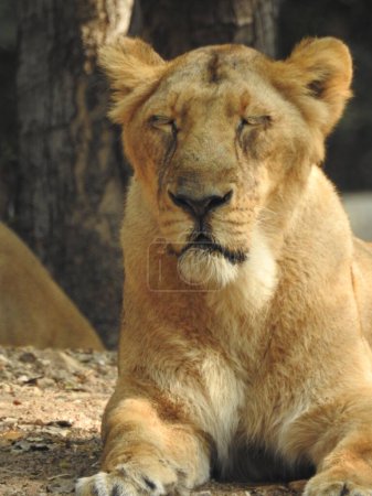 Foto de Hermosa leona africana salvaje, Cabeza de una poderosa y enojada leona hembra de cerca, boca abierta. Hermosa leona rugiente de cerca, león y leona preciosa. León africano (Panthera Leo) mostrando sus dientes. La leona está bostezando, boca y león rojo - Imagen libre de derechos
