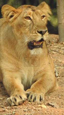 Foto de Hermosa leona africana salvaje, Cabeza de una poderosa y enojada leona hembra de cerca, boca abierta. Hermosa leona rugiente de cerca, león y leona preciosa. León africano (Panthera Leo) mostrando sus dientes. Hermosa leona africana leona femenina - Imagen libre de derechos