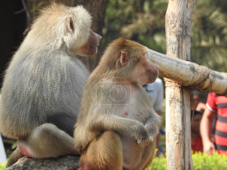 Foto de Lindo bostezo bebé mono macaco, mono babby, Retrato de la macaca assamensis mono en la naturaleza. mono bebé lindo vive en un bosque natural, mono de Macaca assamensis, monos ardilla de capa negra. Luz del sol en monos lindos sosteniendo tuerca - Imagen libre de derechos