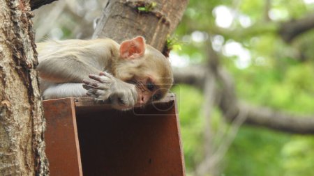 Mignon bébé macaque bâillant singe, babby singe, Portrait du macaca assamensis singe dans la nature. mignon bébé singe vit dans une forêt naturelle, Macaca assamensis singe, singes écureuil à capuchon noir. Lumière du soleil sur les singes mignons tenant écrou