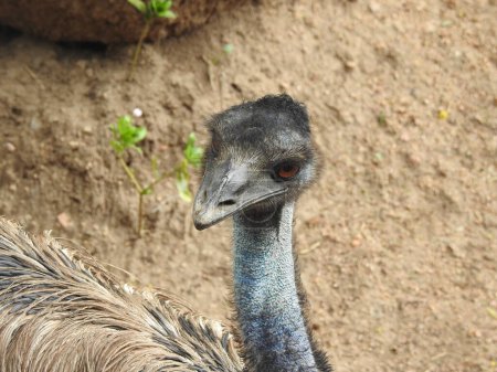 Photo for Ostrich bird head and neck front portrait in the park, Closeup Ostrich with red eyes and black head amazing view with detailed view in closeup. scared ostrich burying head in sand near standing blank. Beautiful ostrich with open beak against blue sky - Royalty Free Image