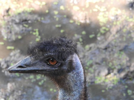 Photo for Ostrich bird head and neck front portrait in the park, Closeup Ostrich with red eyes and black head amazing view with detailed view in closeup. scared ostrich burying head in sand near standing blank. Beautiful ostrich with open beak against blue sky - Royalty Free Image