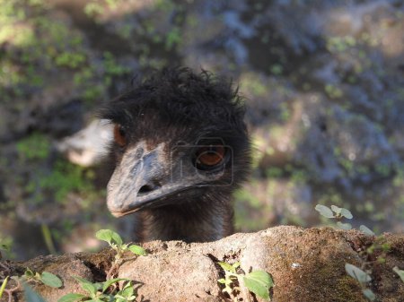 Photo for Ostrich bird head and neck front portrait in the park , Closeup Ostrich with red eyes and black head amazing view with detailed view in closeup. scared ostrich burying head in sand near standing blank Beautiful ostrich with open beak against blue sky - Royalty Free Image