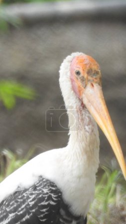 adult stork closeup on the side eye in detailed view. young storks ready for first flight. Storks are large, long-legged, long-necked wading birds with long, stout bills. Painted stork large wader. White Stork (Ciconia ciconia) Adult white stork wild