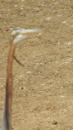 Téléchargez les photos : Cigogne adulte gros plan sur l'oeil latéral en vue détaillée. jeunes cigognes prêtes pour le premier vol. Les cigognes sont de grands oiseaux échassiers à long cou, à longues pattes, avec de longs becs robustes. Cigogne peinte grand échassier. Cigogne blanche (Ciconia ciconia) Cigogne blanche adulte sauvage - en image libre de droit