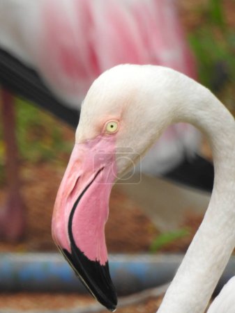 Photo for Greater Flamingo, Phoenicopterus roseus, El Rocio, Donana NP, Spain. A flock of birds in the lake. Pink big birds Greater Flamingos, Phoenicopterus ruber, in the water, Camargue, France. Bright wild red flamingo bird in a striking pose in the garden - Royalty Free Image