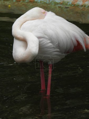 Photo for Greater Flamingo, Phoenicopterus roseus, El Rocio, Donana NP, Spain. A flock of birds in the lake. Pink big birds Greater Flamingos, Phoenicopterus ruber, in the water, Camargue, France. Bright wild red flamingo bird in a striking pose in the garden - Royalty Free Image