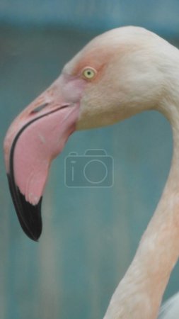 Photo for Lesser Flamingo - Phoeniconaias minor the smallest species of flamingo bird, Bright wild red flamingo bird in a striking pose in the garden. Pink big birds Greater Flamingos, Phoenicopterus ruber, in the water, Camargue, France. - Royalty Free Image