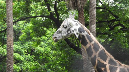 girafe Masai se tient près des buissons au soleil, Une girafe marche à travers la savane entre les plantes. Gros plan d'une girafe devant des arbres verts, regardant la caméra. girafe sauvage à long cou et manteau tacheté regardant loin dans la savane
