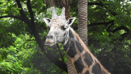 Masai jirafa se encuentra junto a los arbustos a la luz del sol, Una jirafa caminar a través de la sabana entre las plantas. Primer plano de una jirafa frente a unos árboles verdes, mirando a la cámara. Jirafa salvaje con cuello largo y abrigo moteado mirando hacia otro lado en sabana