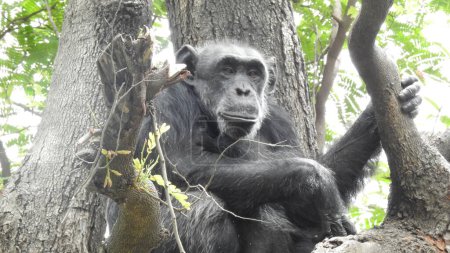 Téléchargez les photos : Un gorille argenté dans une forêt tropicale au Rwanda. Visage de gorille, yeux de mammifère, faune blanche noire isolée. Gorille des montagnes, parc national de Mgahinga en Ouganda. Photo en gros plan du singe argenté noir sauvage dans la forêt, Afrique. - en image libre de droit