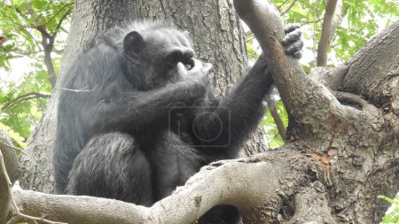 Un gorille argenté dans une forêt tropicale au Rwanda. Visage de gorille, yeux de mammifère, faune blanche noire isolée. Gorille des montagnes, parc national de Mgahinga en Ouganda. Photo en gros plan du singe argenté noir sauvage dans la forêt, Afrique.