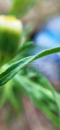 Macro closeup of Brown Growing ornamental home landscape grasses. Macro close-up of brown grass without-focus background. Plant detail summer macro yellow grass. Juncus effusus green grass growing Nature in green with leaf small trees