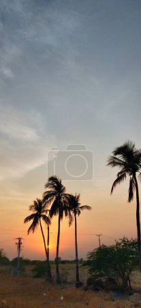 Téléchargez les photos : Deux palmiers silhouette sur coucher de soleil tropical. Silhouette cocotiers sur la plage au coucher du soleil. Ton vintage. branches de cocotiers sous le ciel bleu. Silhouettes de palmiers contre le ciel lors d'un coucher de soleil tropical. Seul arbre sur la prairie au coucher du soleil - en image libre de droit