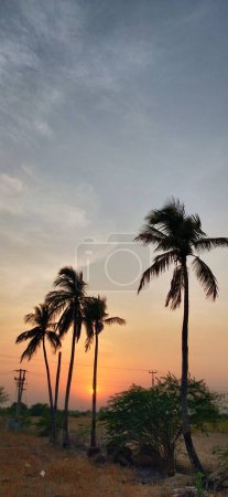 Téléchargez les photos : Deux palmiers silhouette sur coucher de soleil tropical. Silhouette cocotiers sur la plage au coucher du soleil. Ton vintage. branches de cocotiers sous le ciel bleu. Silhouettes de palmiers contre le ciel lors d'un coucher de soleil tropical. Seul arbre sur la prairie au coucher du soleil - en image libre de droit