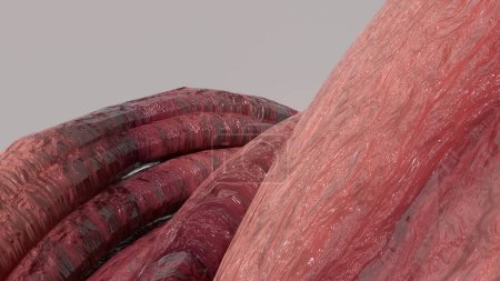 Téléchargez les photos : Fond abstrait de tentacules de monstre organique séduisant bouquet rose Image de rendu 3D Illustration 3D de haute qualité - en image libre de droit