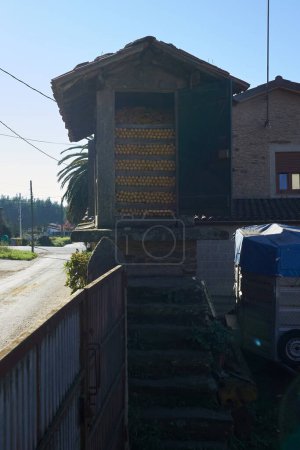 Foto de Antiguo almacén típico de Galicia repleto de maíz cosechado - Imagen libre de derechos