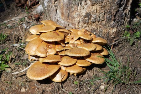 Foto de Colony of brown mushrooms at the foot of a tree in a Galician forest illuminated by sunlight - Imagen libre de derechos