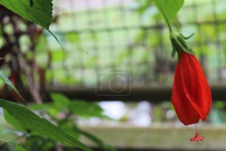Photo for Malvaviscus arboreus or Wax Mallow is a species of flowering plant in the hibiscus family - Royalty Free Image