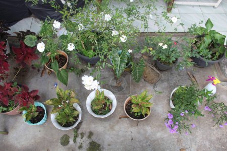 Foto de Plantas y flores en maceta en el patio, vista desde arriba del ángulo - Imagen libre de derechos