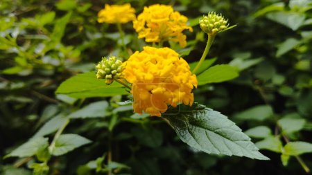 Foto de Lantana camara plantas que muestran flores de color amarillo anaranjado y hojas verdes - Imagen libre de derechos