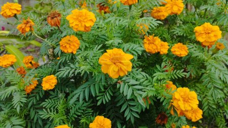 Photo for Close up photo of beautiful Marigold or Tagetes Erecta flowers in the garden - Royalty Free Image