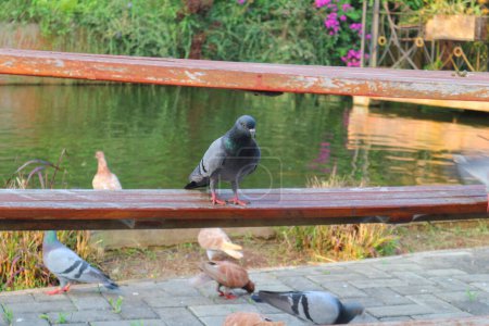 Téléchargez les photos : Photo d'un groupe de pigeons près d'un étang et sur une table en bois - en image libre de droit