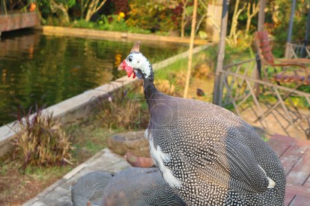 Photo of a helmeted guinea fowl with a blurred background