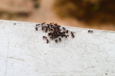 Close up view of black ant group