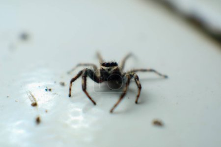Vista de cerca de la foto de la araña con fondo borroso