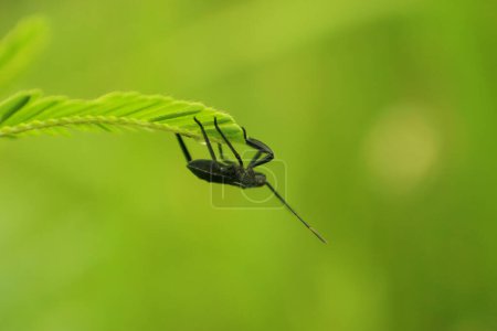 Close up view photo of heteroptera on twig with blurred background
