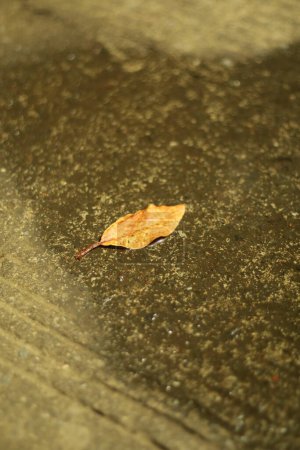 Vue rapprochée des feuilles brunes sur la route pour le fond ou le papier peint