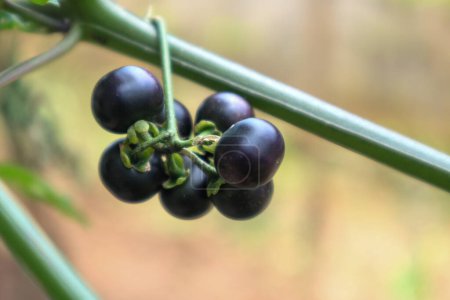 Téléchargez les photos : Le fruit de Solanum nigrum ou de la morelle noire européenne ou leunca est généralement servi comme salade de légumes connue sous le nom de Karedok Leunca par les Sundanais.. - en image libre de droit