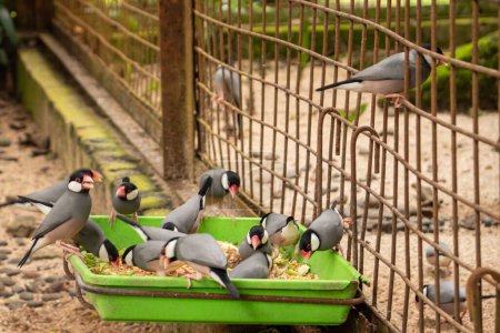 Téléchargez les photos : A flock of java sparrows or padda in an aviary eating other birds' food - en image libre de droit