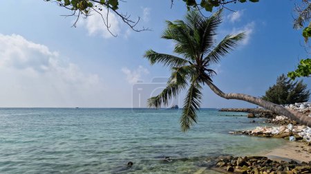 Téléchargez les photos : Palmier et eau turquoise sur l'île de Gulhi, Maldives - en image libre de droit