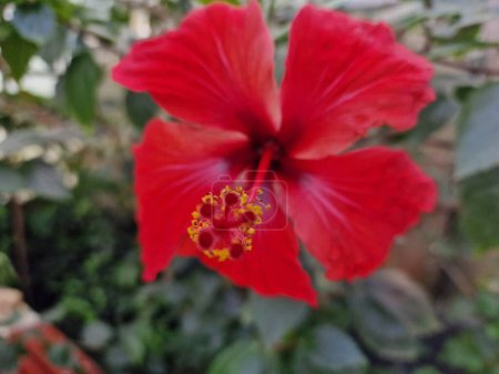 Téléchargez les photos : Une étonnante palette de couleurs de fleurs printanières dans le jardin botanique de l'Académie polonaise des sciences à Powsin - en image libre de droit