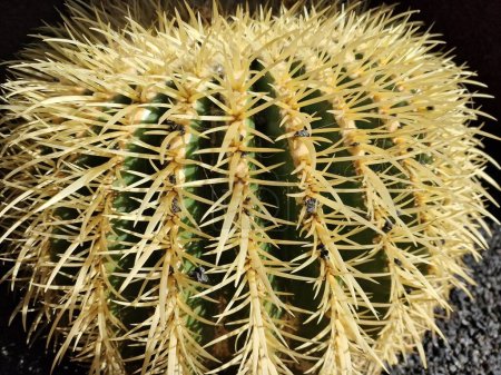 Lanzarote, una isla canaria única, cuenta con una gran variedad de cactus. Explore los impresionantes jardines de cactus de Lanzarote, donde los tonos vibrantes y las variadas formas de estas plantas crean un fascinante tapiz de vida en el desierto..