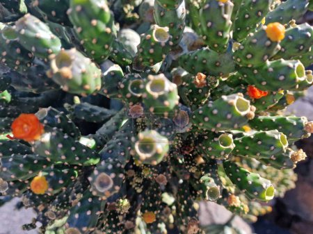 Lanzarote, eine einzigartige Kanareninsel, verfügt über eine vielfältige Auswahl an Kakteen. Entdecken Sie Lanzarotes atemberaubende Kakteengärten, in denen die lebendigen Farbtöne und die vielfältigen Formen dieser Pflanzen einen faszinierenden Teppich des Wüstenlebens bilden.