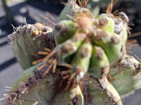 Téléchargez les photos : Lanzarote, une île unique des Canaries, possède une variété de cactus. Explorez les magnifiques jardins de cactus de Lanzarote, où les teintes vibrantes et les formes variées de ces plantes créent une tapisserie fascinante de la vie désertique. - en image libre de droit