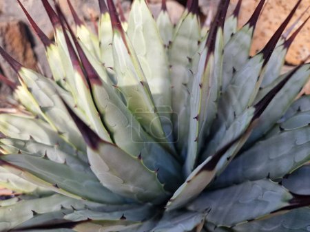 Téléchargez les photos : Lanzarote, une île unique des Canaries, possède une variété de cactus. Explorez les magnifiques jardins de cactus de Lanzarote, où les teintes vibrantes et les formes variées de ces plantes créent une tapisserie fascinante de la vie désertique. - en image libre de droit