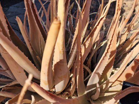 Lanzarote, una isla canaria única, cuenta con una gran variedad de cactus. Explore los impresionantes jardines de cactus de Lanzarote, donde los tonos vibrantes y las variadas formas de estas plantas crean un fascinante tapiz de vida en el desierto..