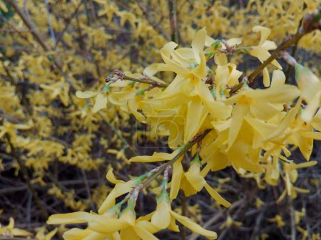 En la vibrante paleta de la primavera, la naturaleza despierta con una ráfaga de color, a medida que las flores se despliegan en tonos de amarillo, blanco y pastel, mientras que los verdes cubren el paisaje, lo que indica la renovación de la temporada.