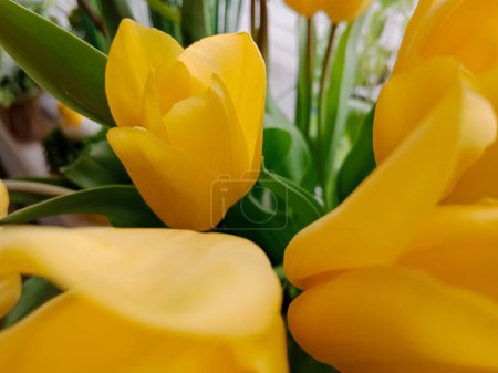 En la vibrante paleta de la primavera, la naturaleza despierta con una ráfaga de color, a medida que las flores se despliegan en tonos de amarillo, blanco y pastel, mientras que los verdes cubren el paisaje, lo que indica la renovación de la temporada.