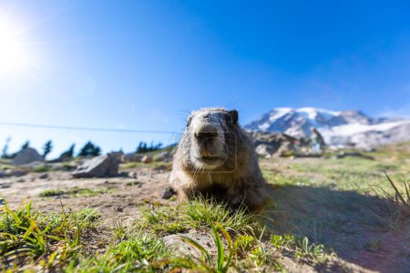 Téléchargez les photos : Curieux marmottes en haut de la montagne - en image libre de droit