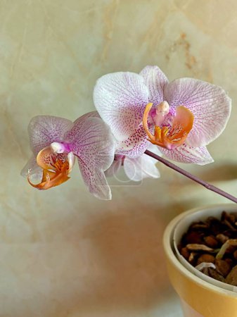 Téléchargez les photos : Orchidée jaune rose à l'avant aller mur de marbre - en image libre de droit