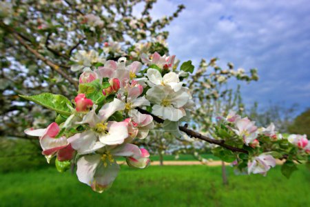 Téléchargez les photos : Fleurs printanières sur le pommier dans le jardin - en image libre de droit