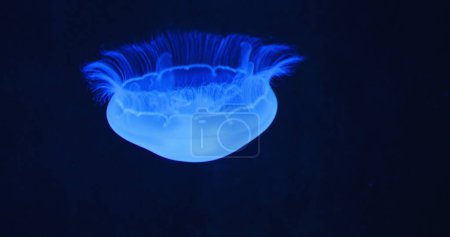 Photo for Underwater shot of Aurelia Hawaii, moon jellyfish, saucer jelly floating in the dark open deep sea. Family Ulmaridae. Close-up, slow motion. Natural habitat of medusa. Clear waters. - Royalty Free Image